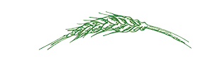 cebada